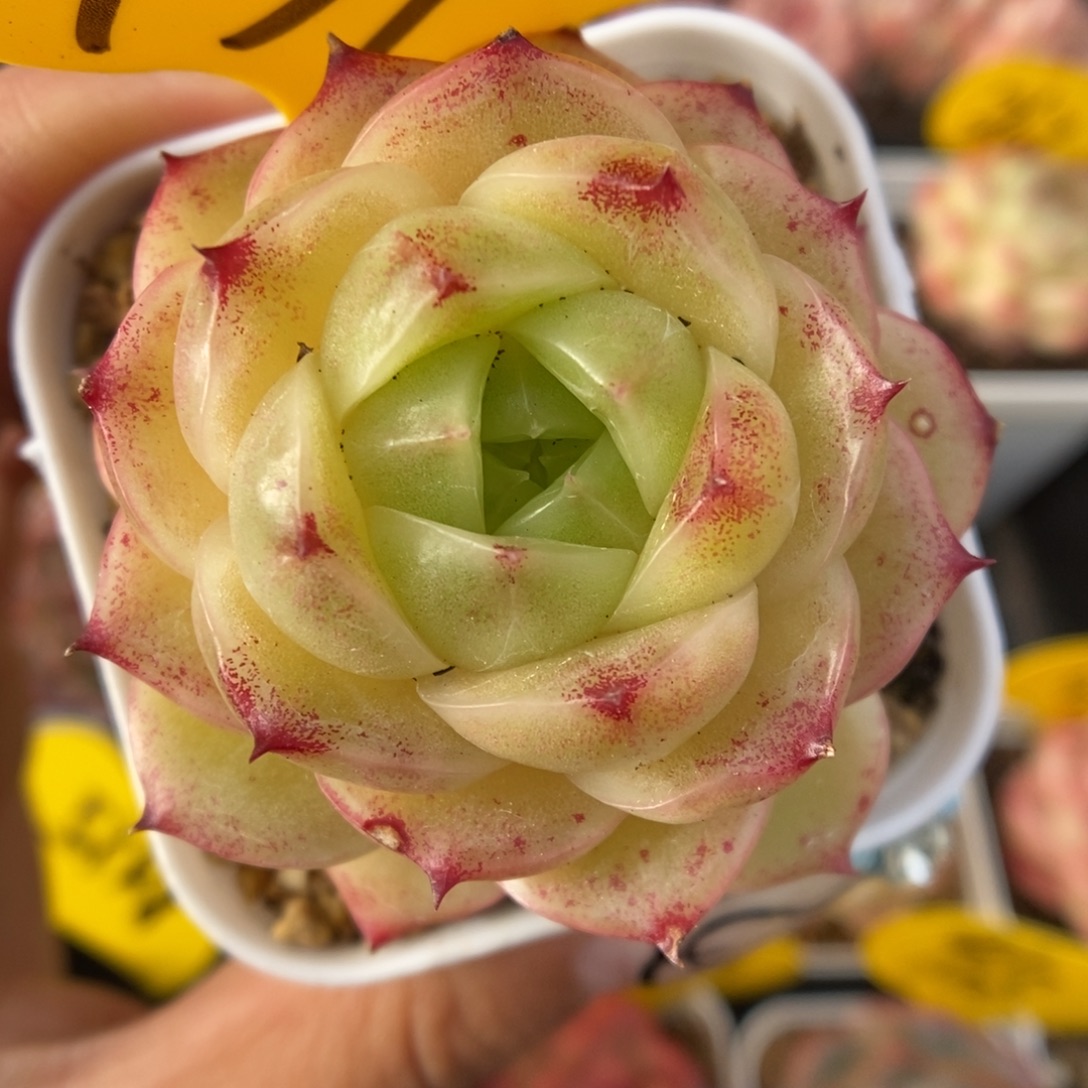 蜜蜡麦秆可拍439号。   