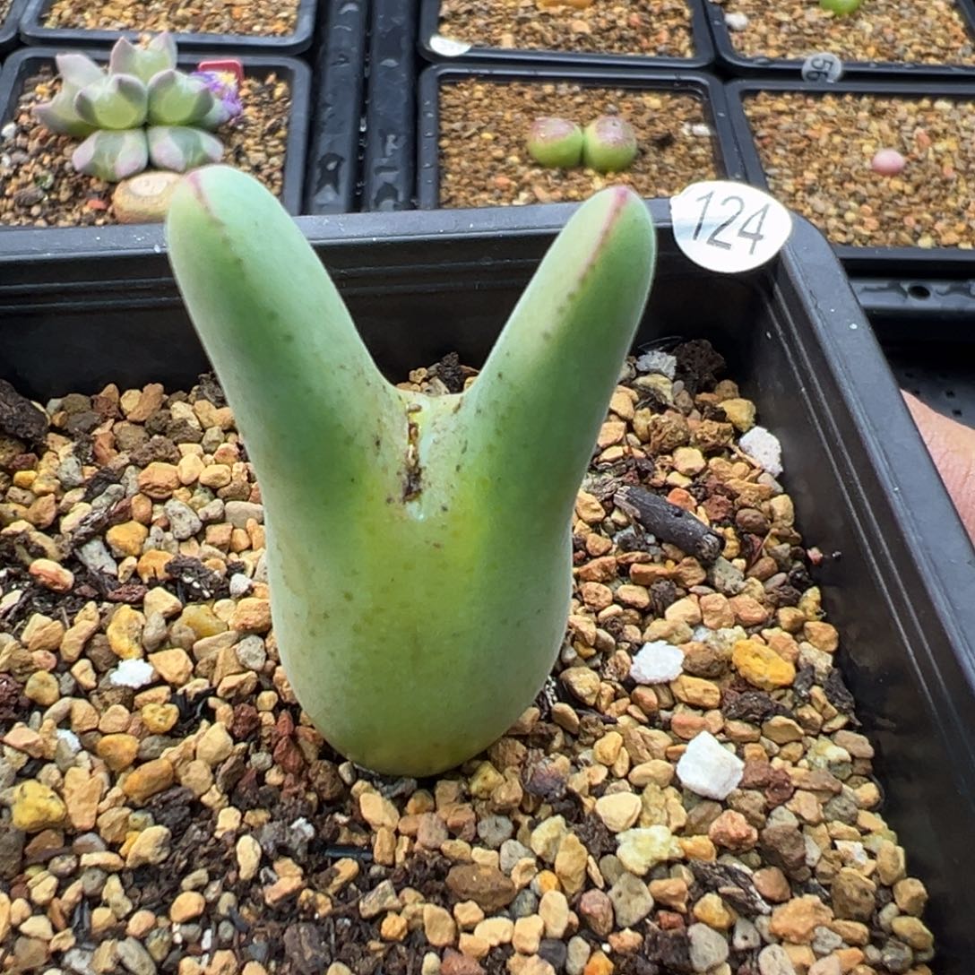 124多肉单头优选将一棵特