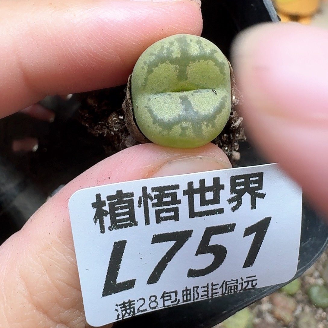 多肉植物的人生历程c