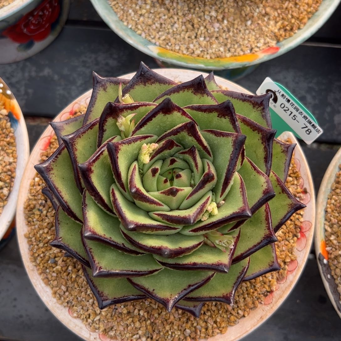 多肉一物一拍0215-78