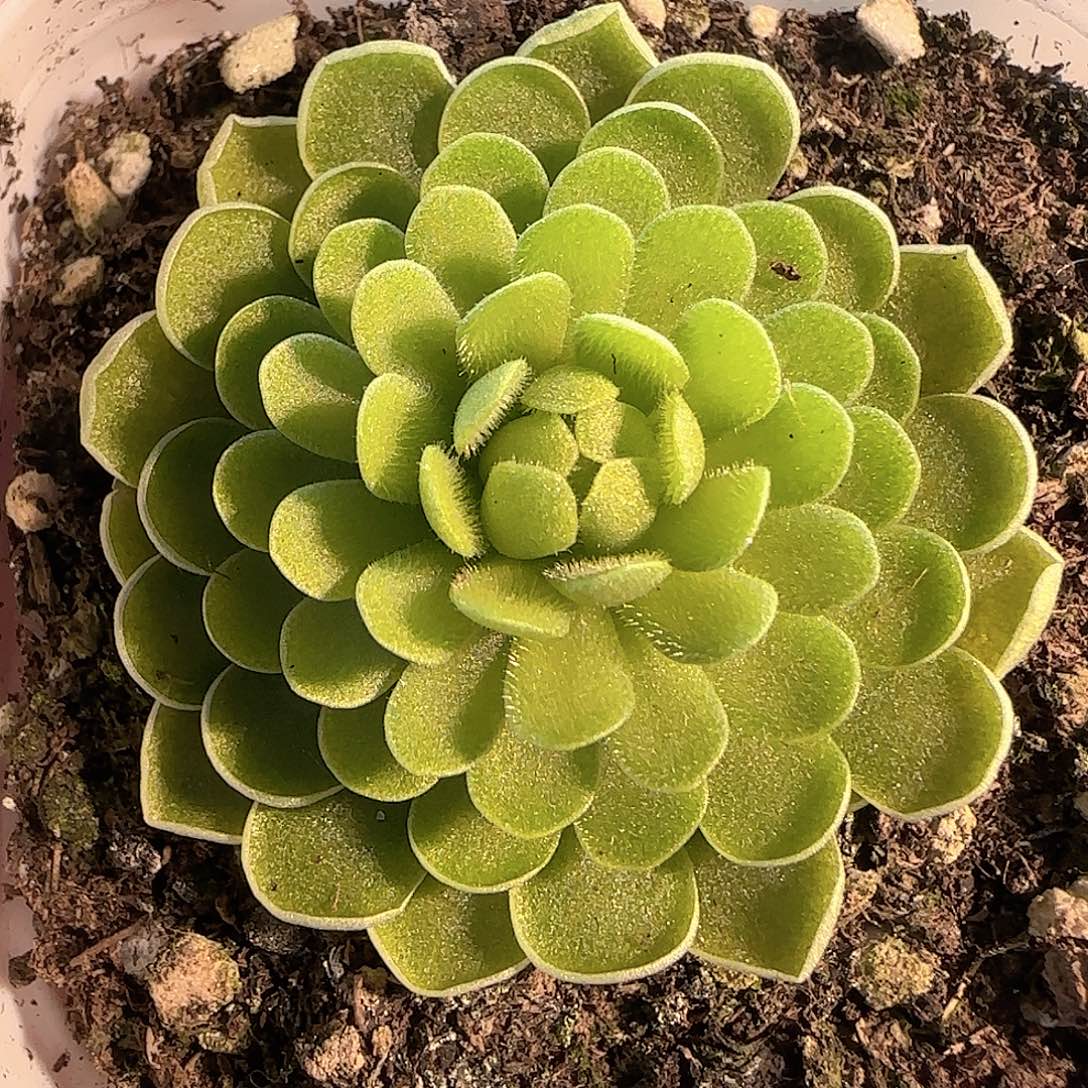 多肉1207-89捕虫堇