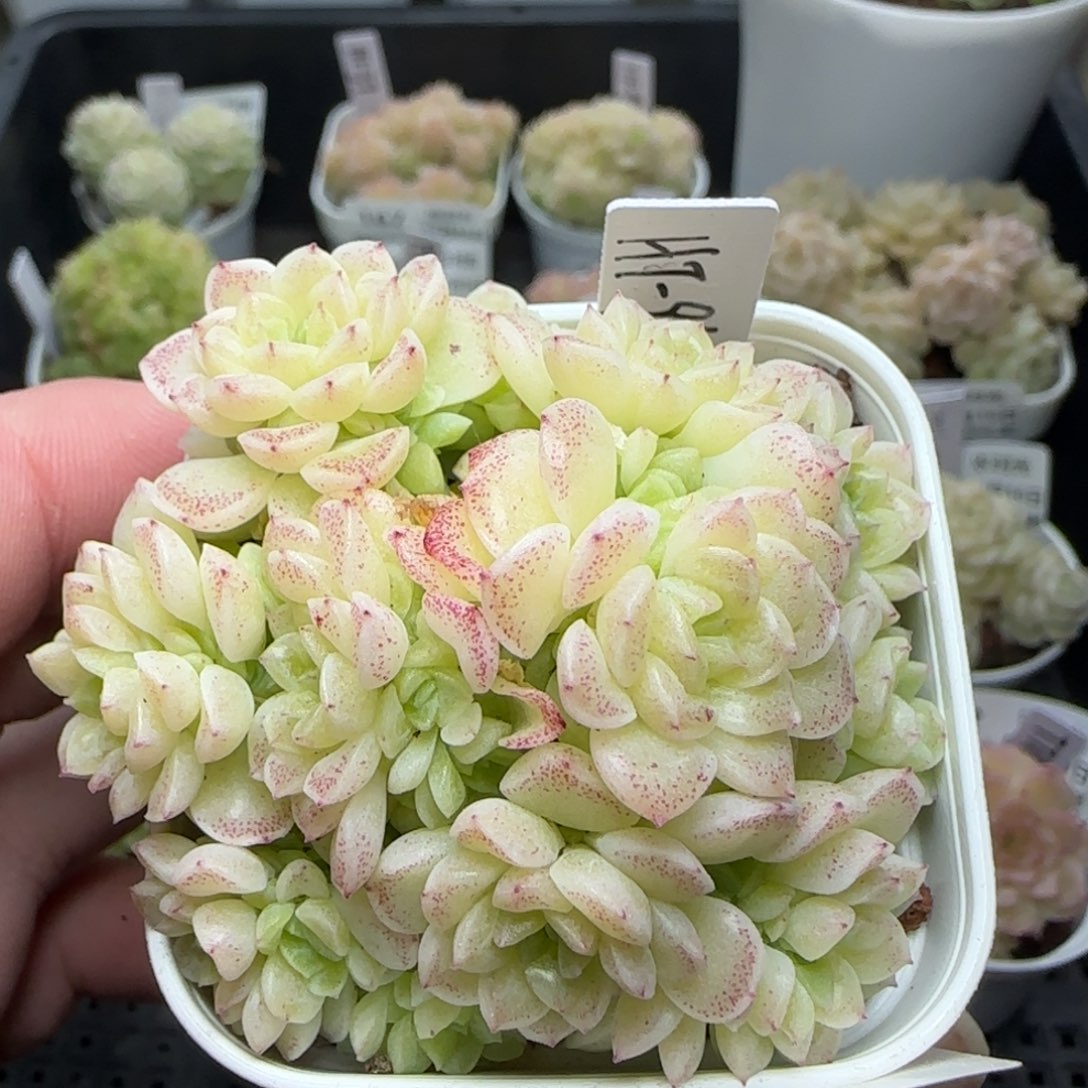 陈**儿0216-183（HT-96）