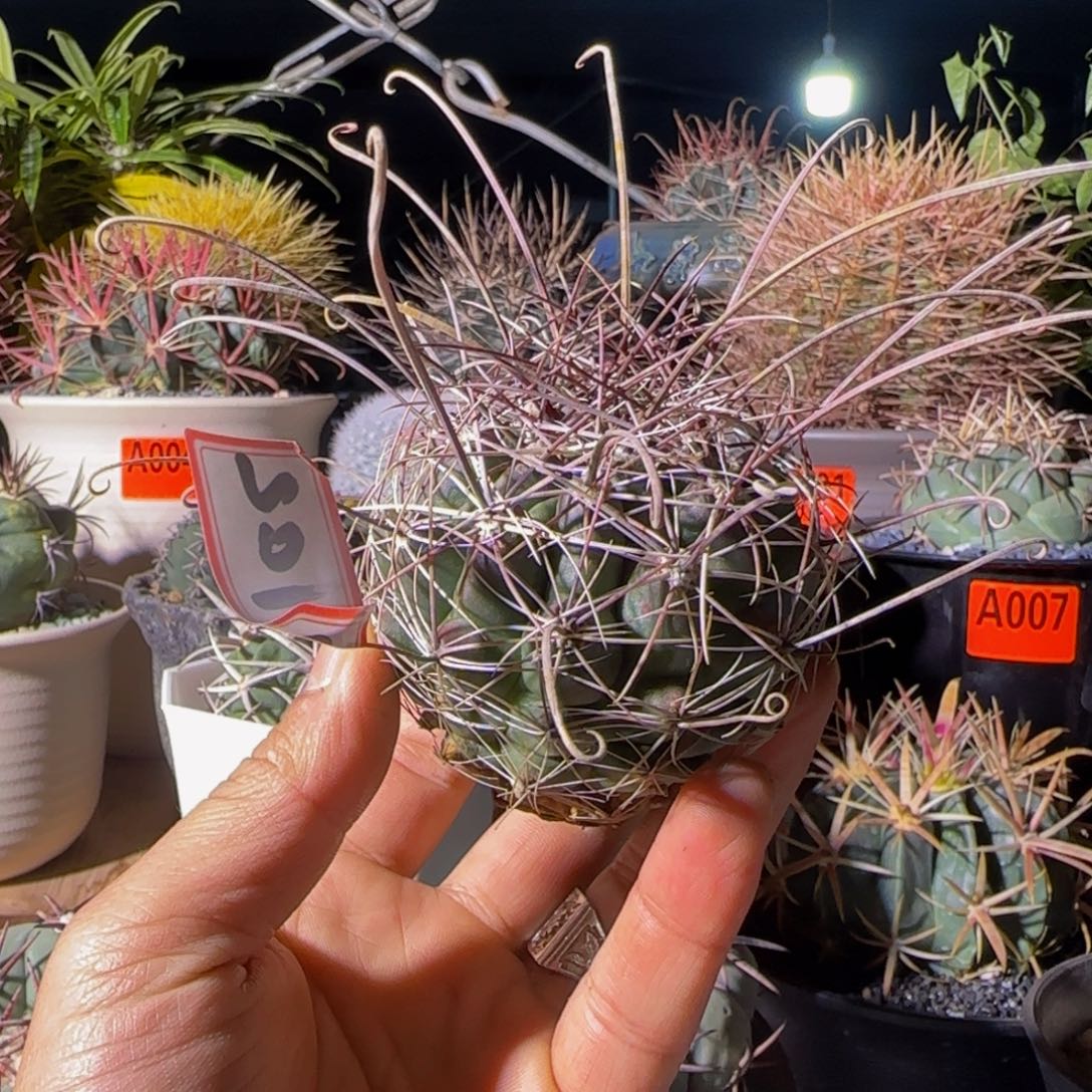 我***上2010狂刺精品大虹