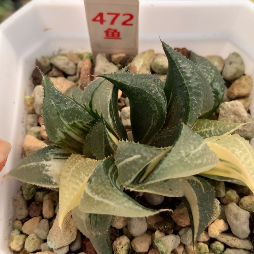 【闪购商品】472芭提雅白凤