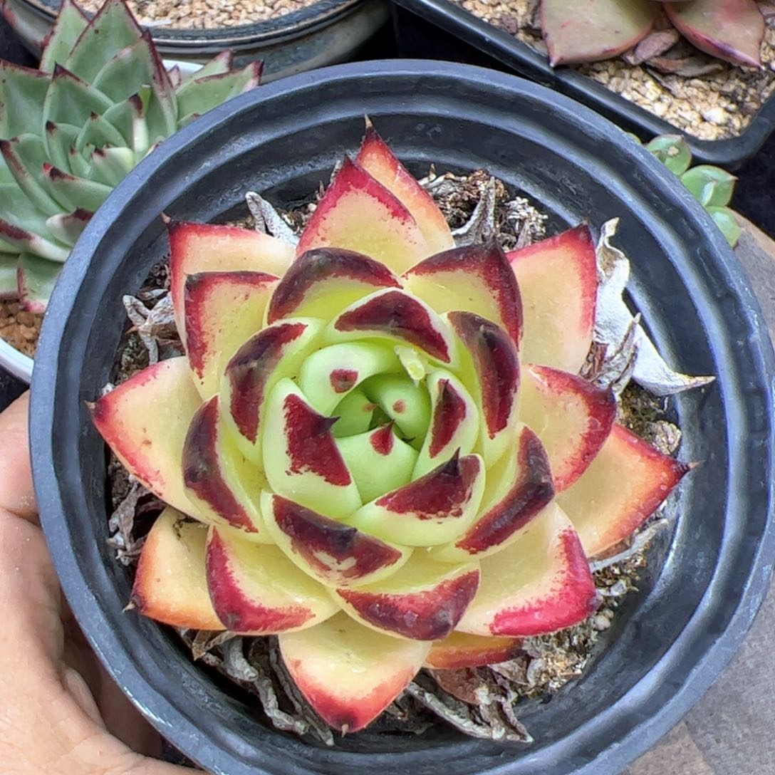 黄金体，多肉植物