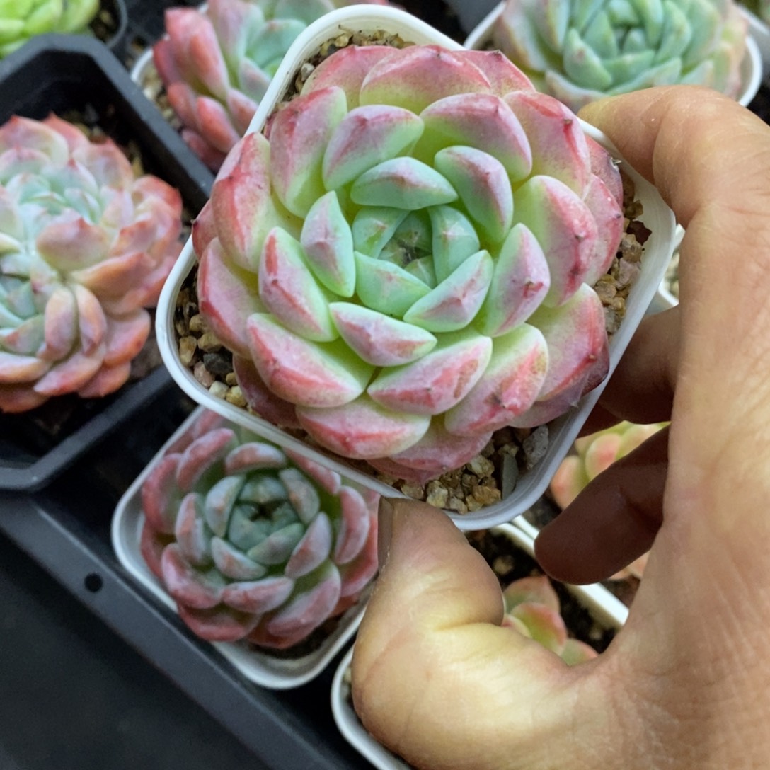 精品多肉一物一拍不包整32