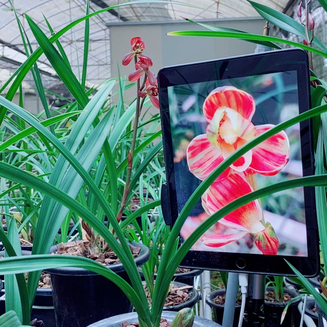 大部分花苞少量开放