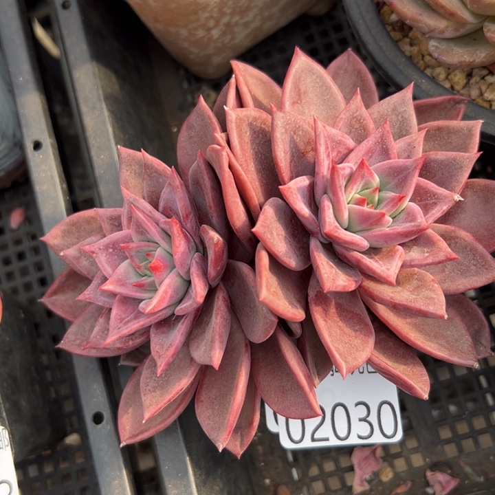 幸运儿是一位非常幸运