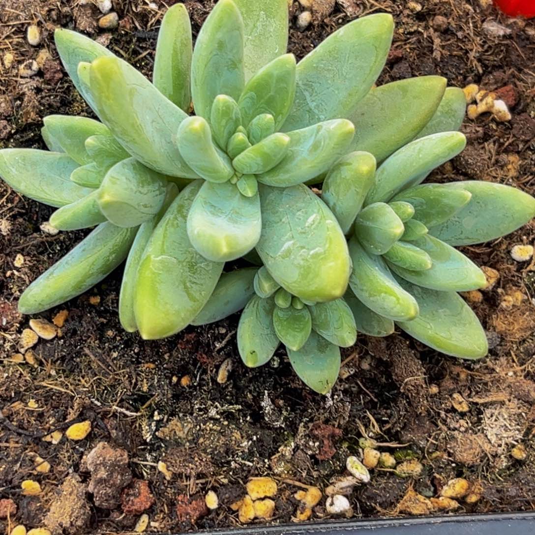 福*吖1525下午多肉植物群生