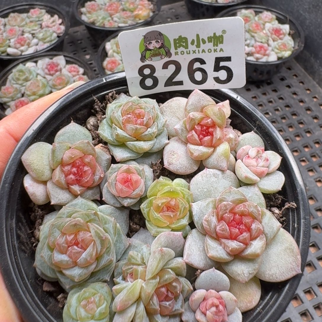 多肉植物多肉植物