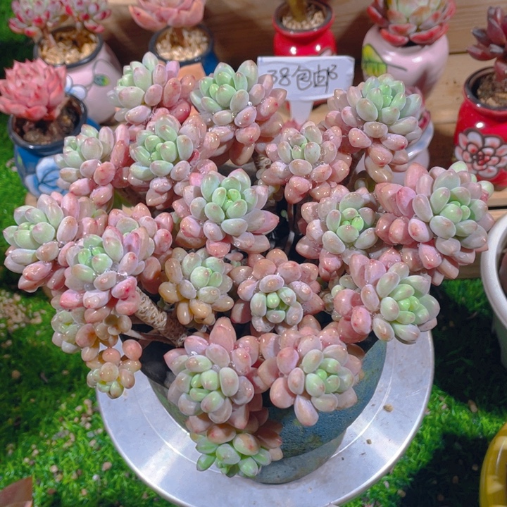 谢谢你的支持000000032