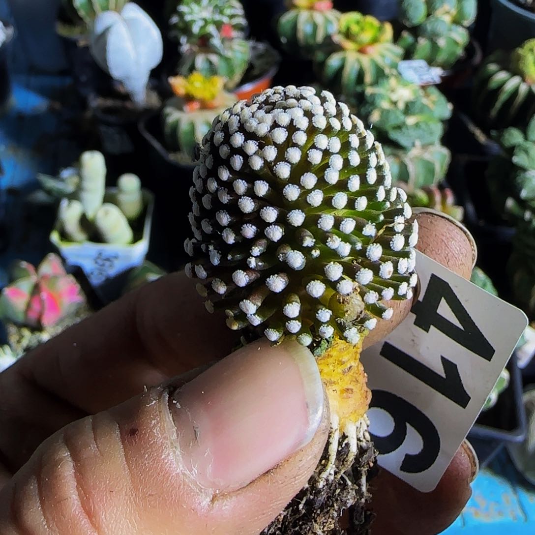 松针牡丹416自根的