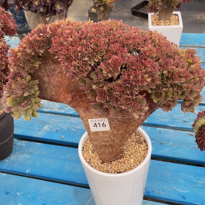 416号万圣节朵朵