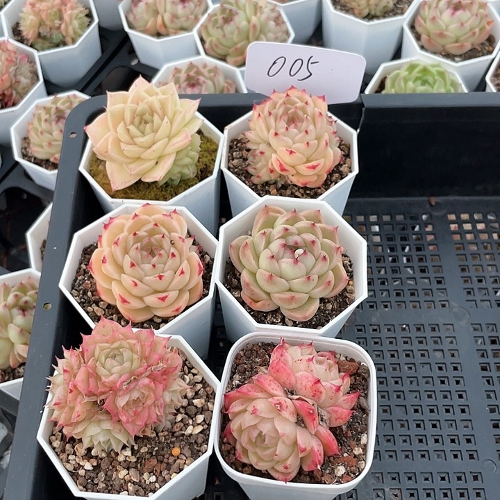 薇薇安园艺多肉005