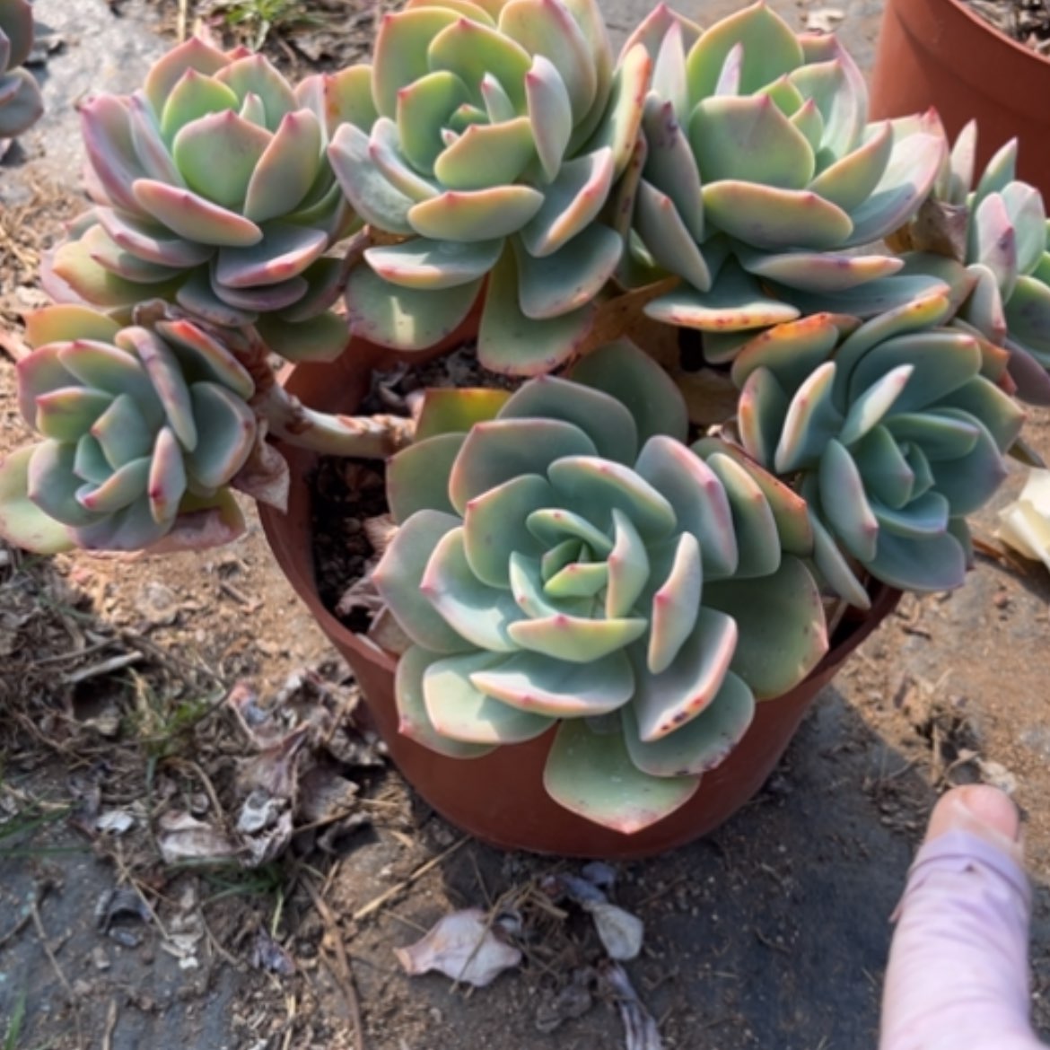 【闪购商品】S****r白凤