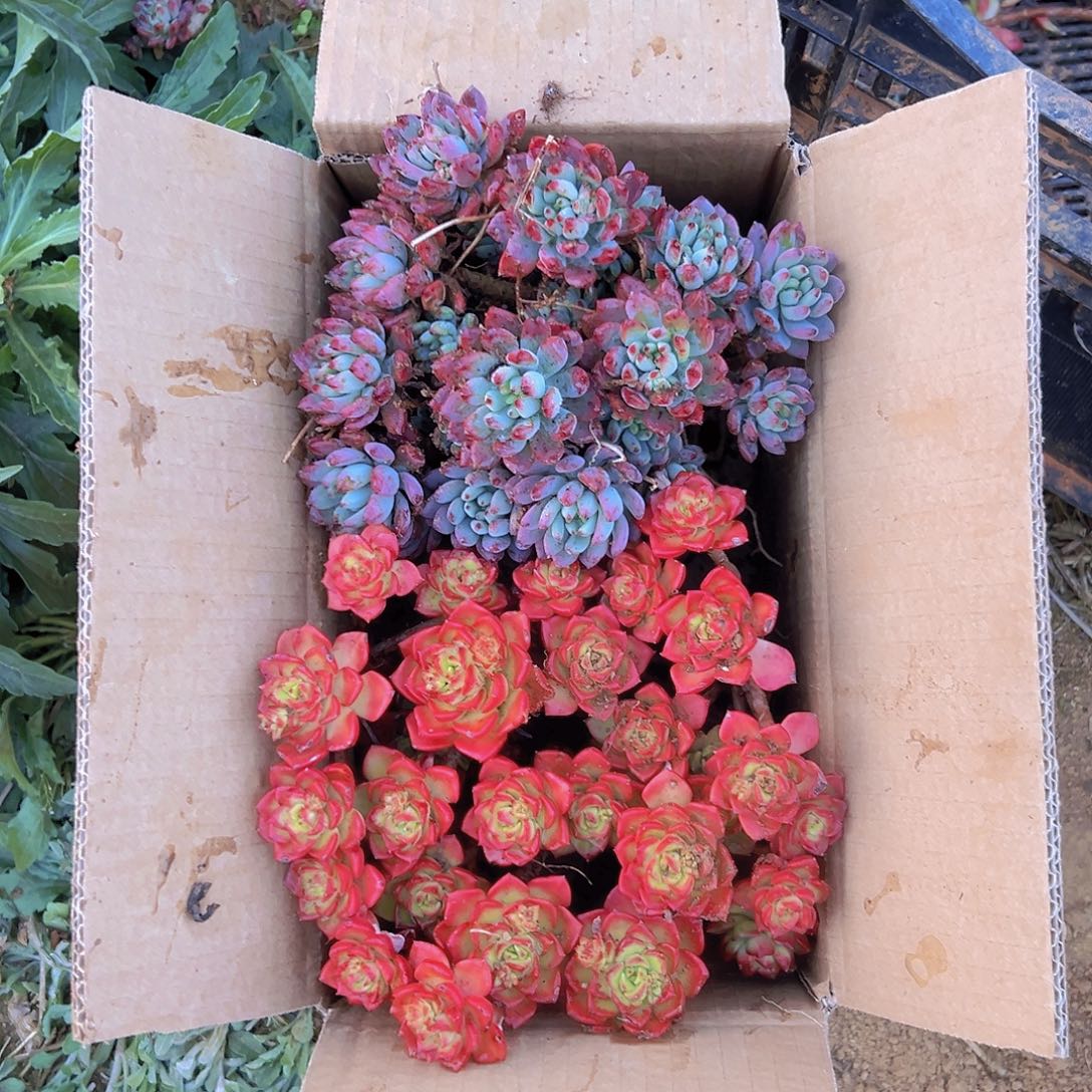 蒂亚蓝苹果混装发货