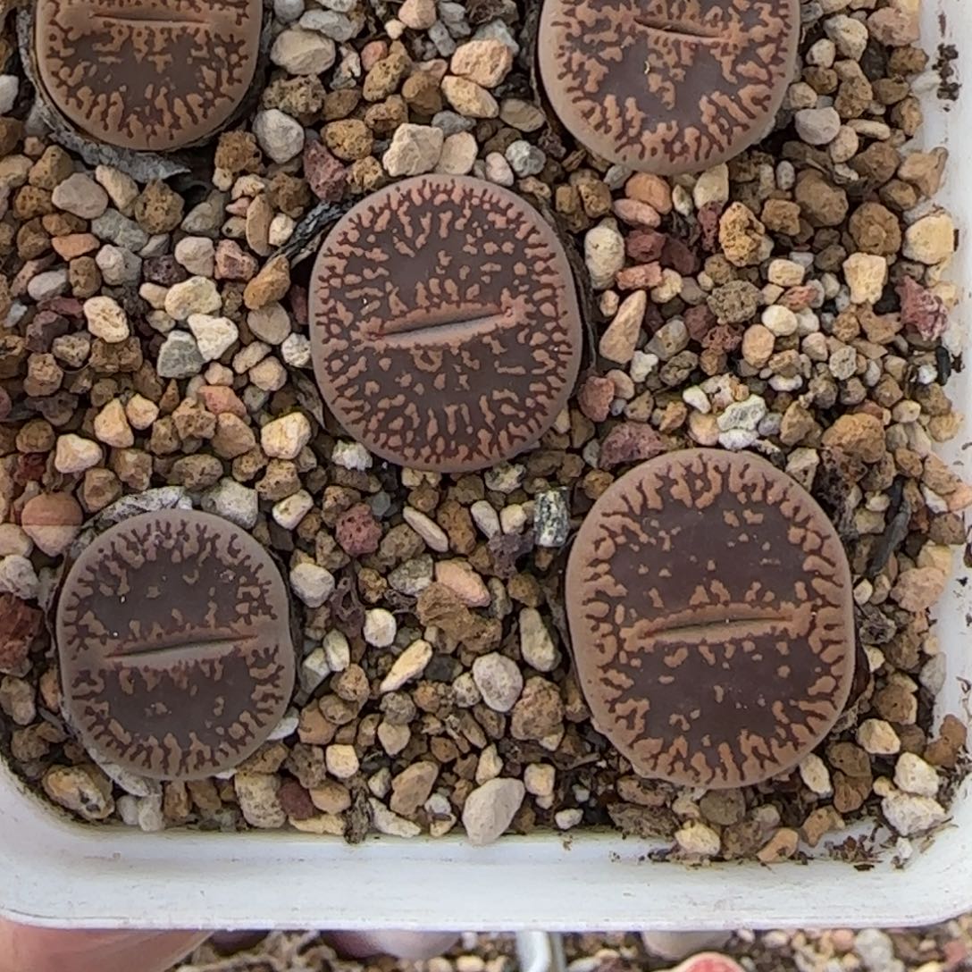 11.26。萌肉纽扣轮子清盒。7009