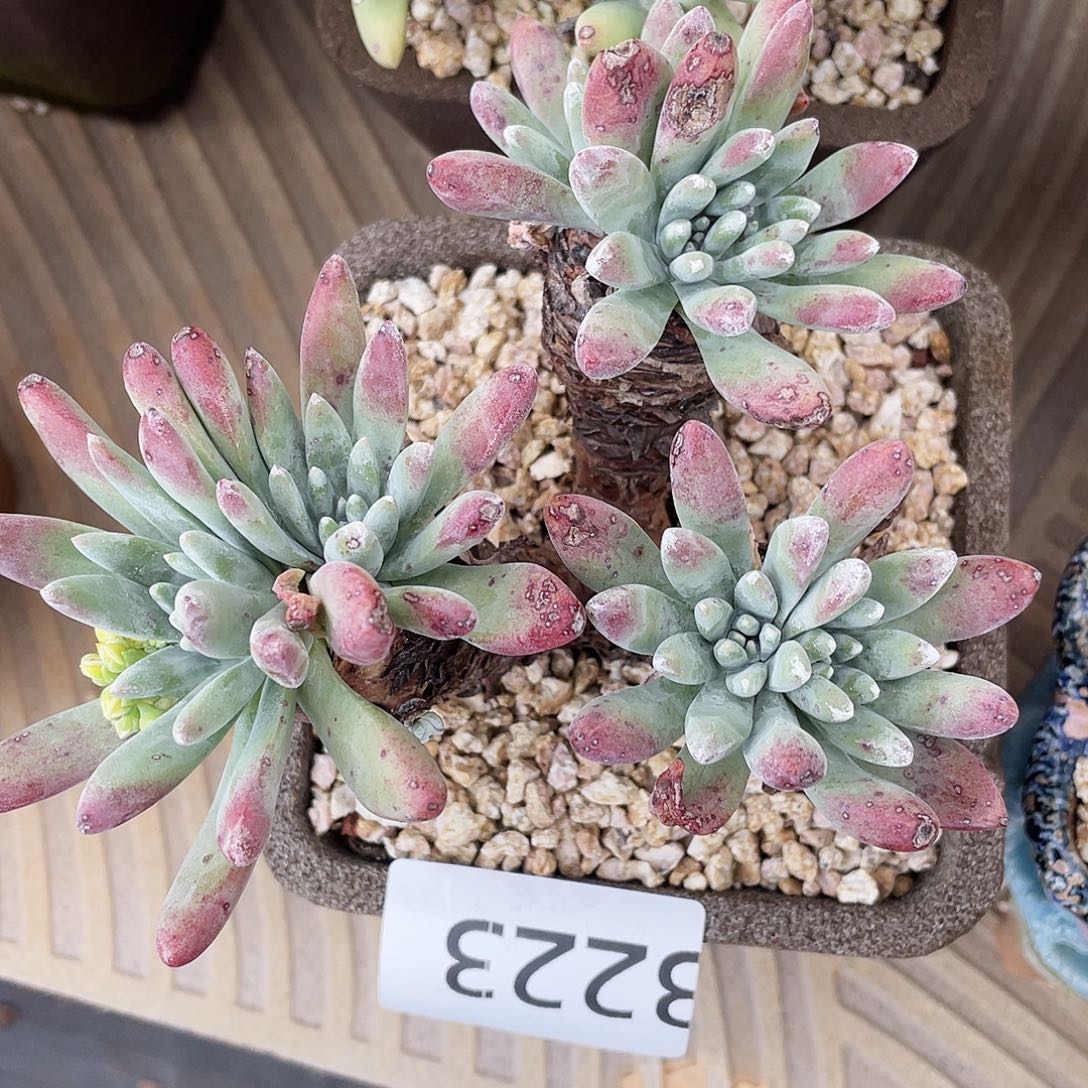 法豆老桩多头3223