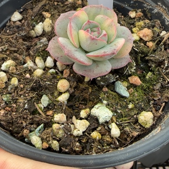 351 一物一拍多肉