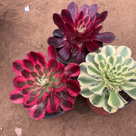 373多肉植物组合