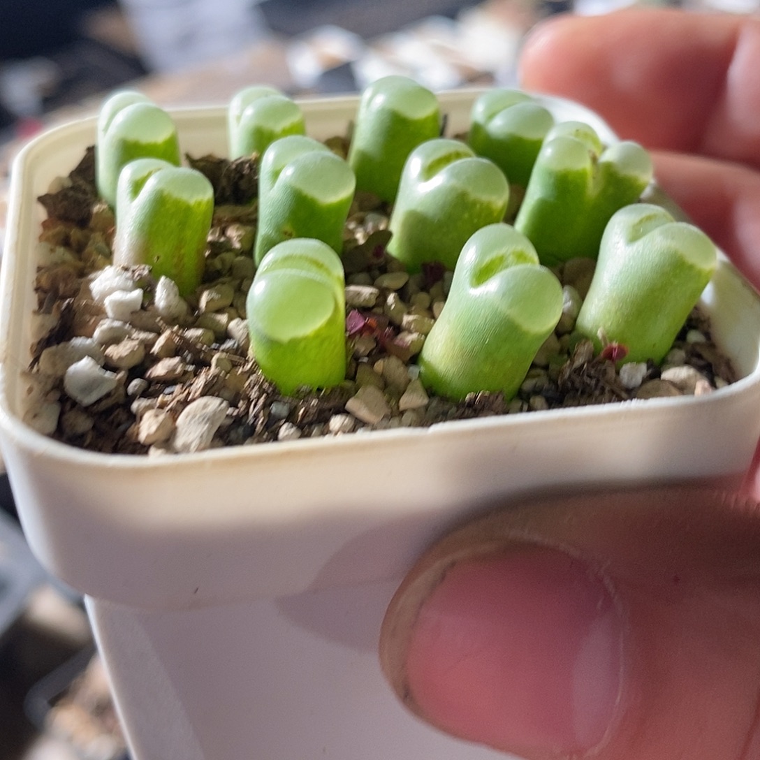 一颗极窗风铃。   