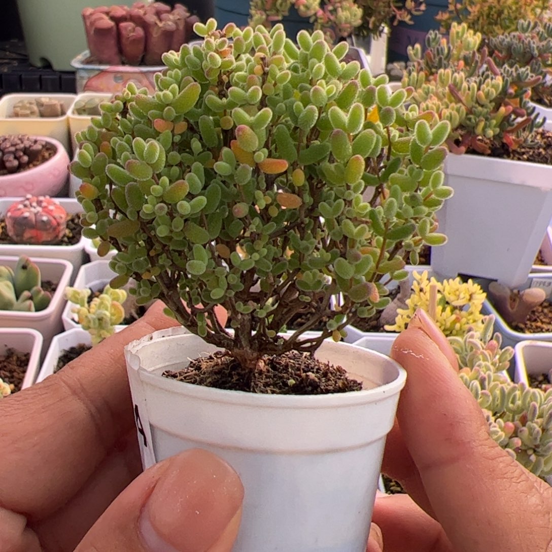 多肉植物枝干蜜桔