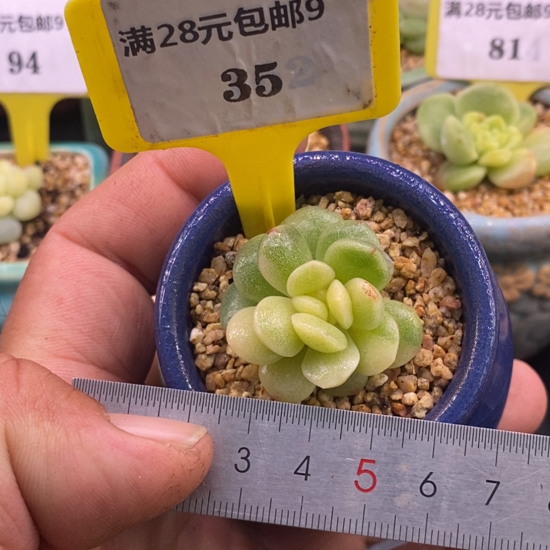 935冰玉黄富轮锦……