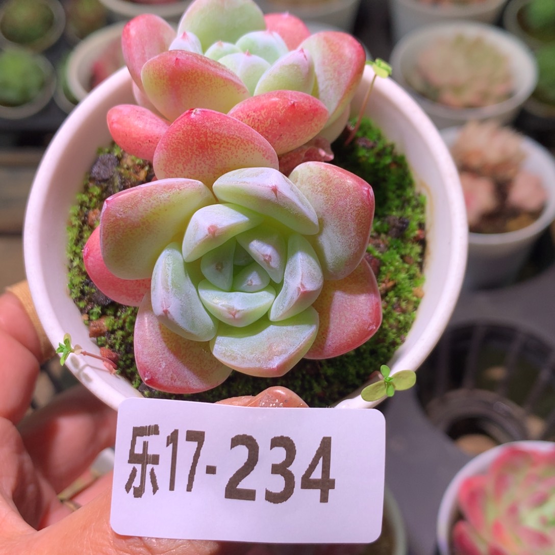 乐然17-234 冰玉双头 