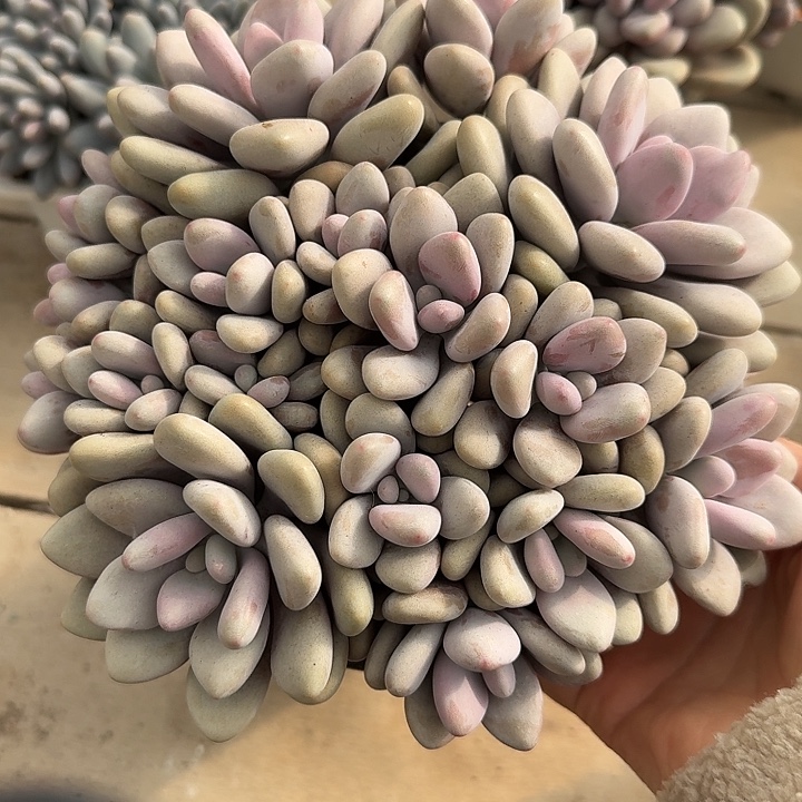 平头桃蛋整装无砍