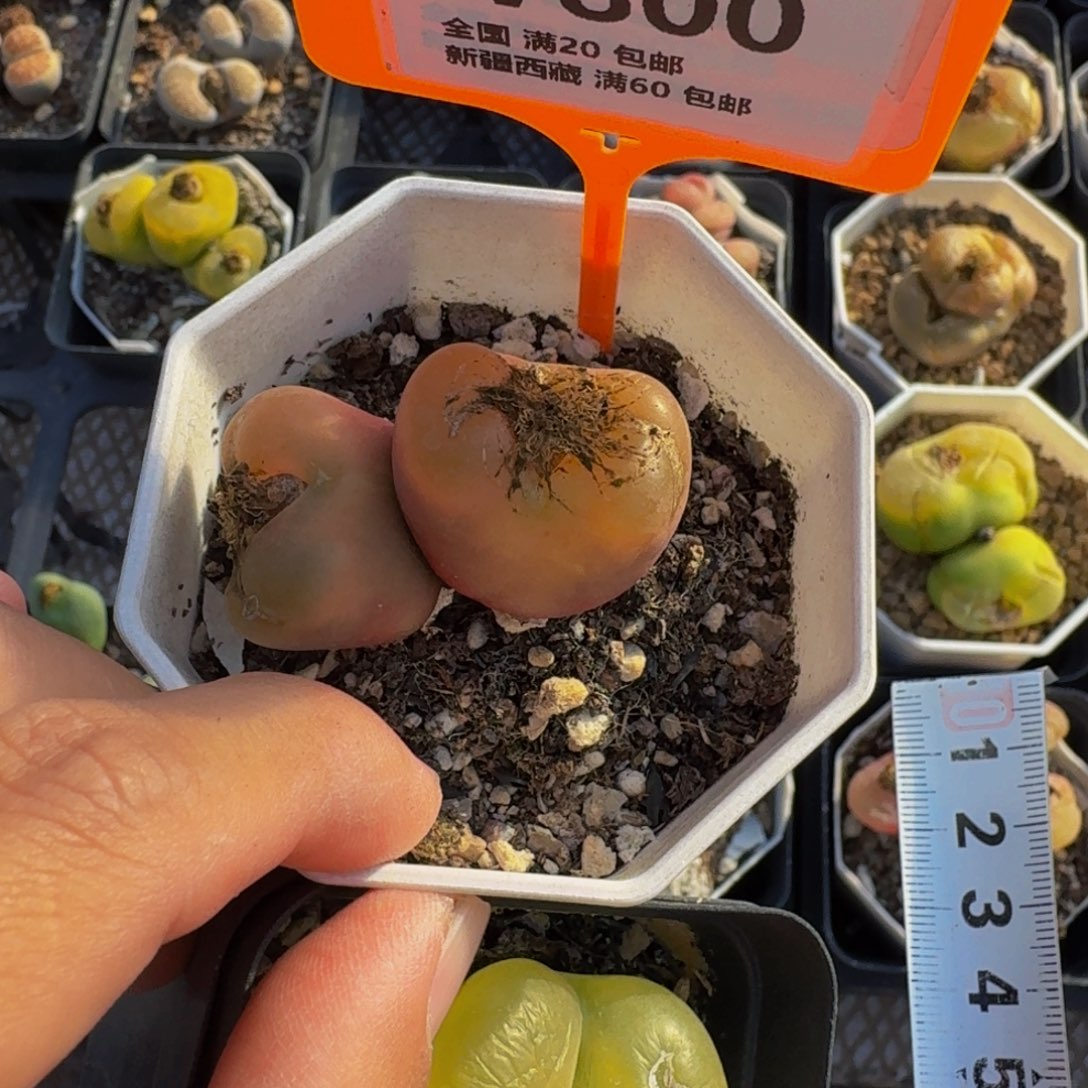 800生石花大群生一物一拍