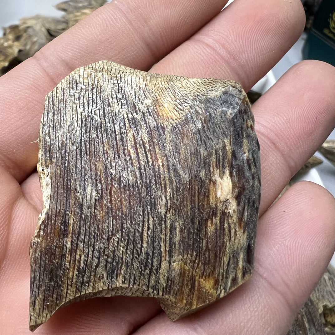 红棋块料原材料原木碎料上炉熏香品香碳熏金丝油老料100克