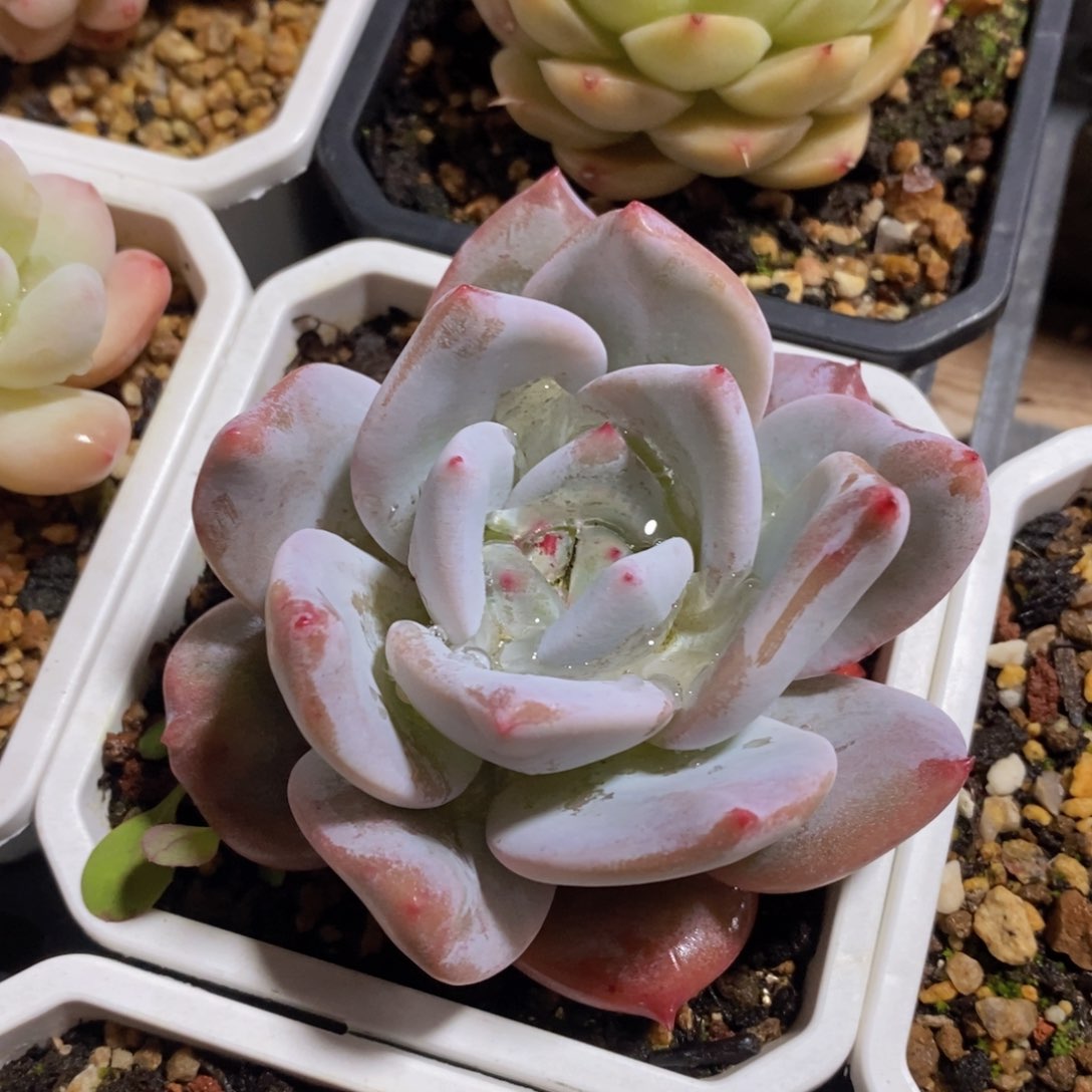 可问主播品种，下滑链接更多品种多肉选择