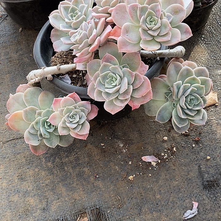 林***9小七夕多肉哈利玫瑰44