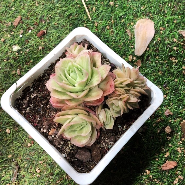 冰玫瑰锦缀化多肉植物