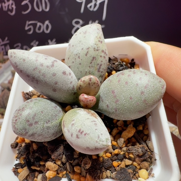 白棒子，纹路非常漂亮，带盆发货满68包邮