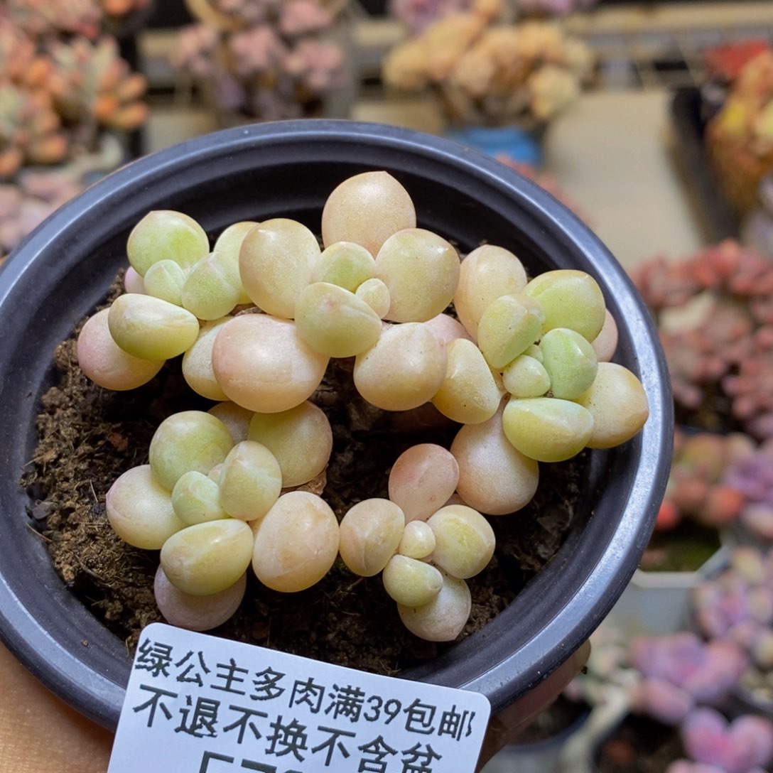 789萤火虫多肉5c m