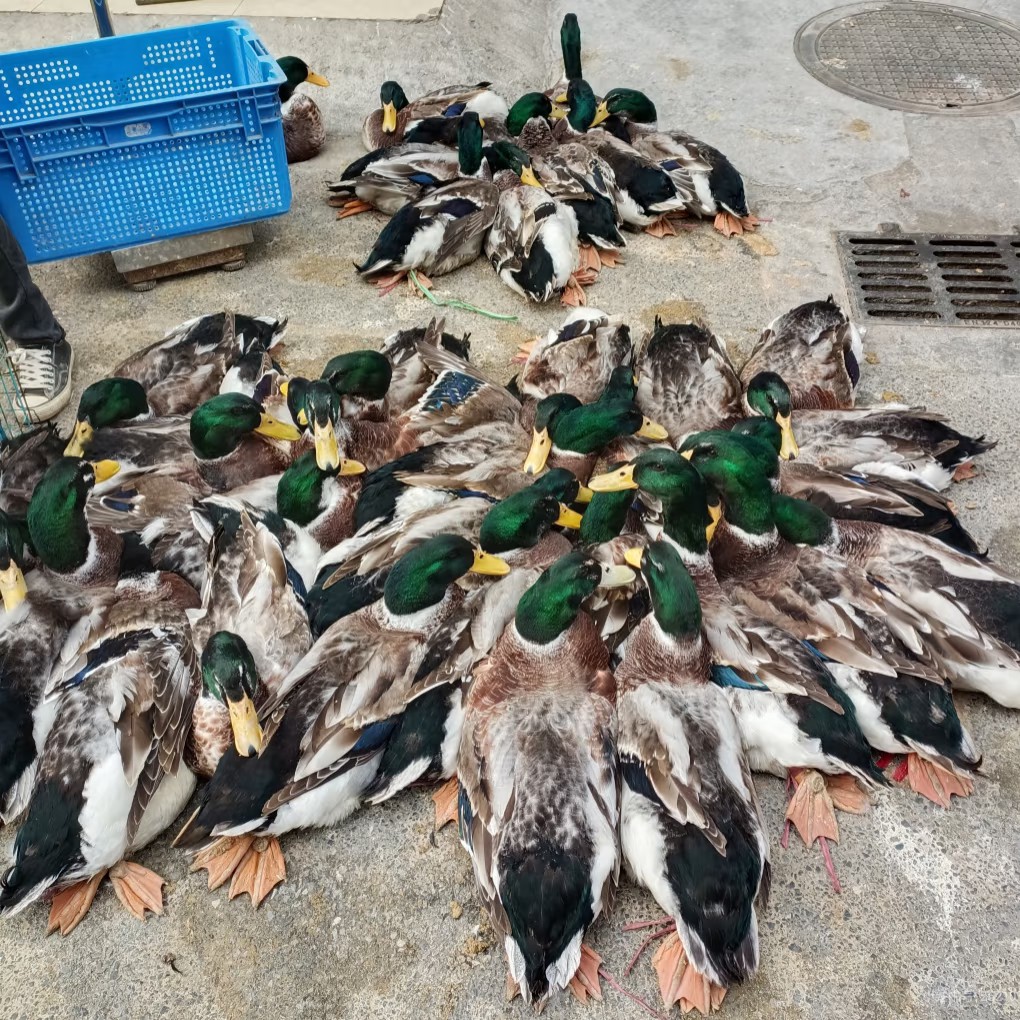 农家清远大青头鸭一只，免费手工宰杀（毛重六斤左右）