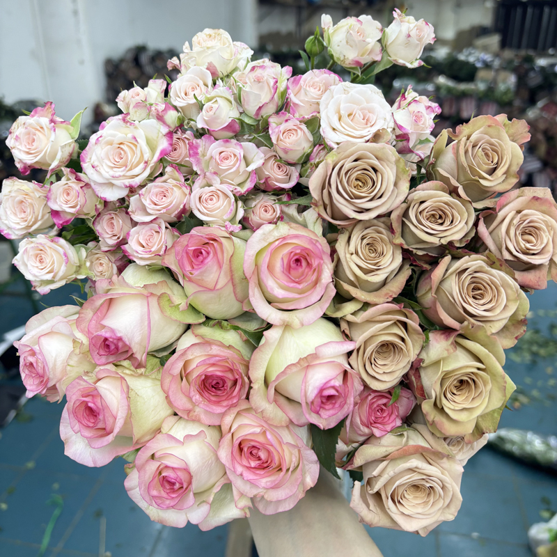 【玫瑰组合】单头玫瑰花花束新鲜鲜花云南昆明基地直发家用花水养花