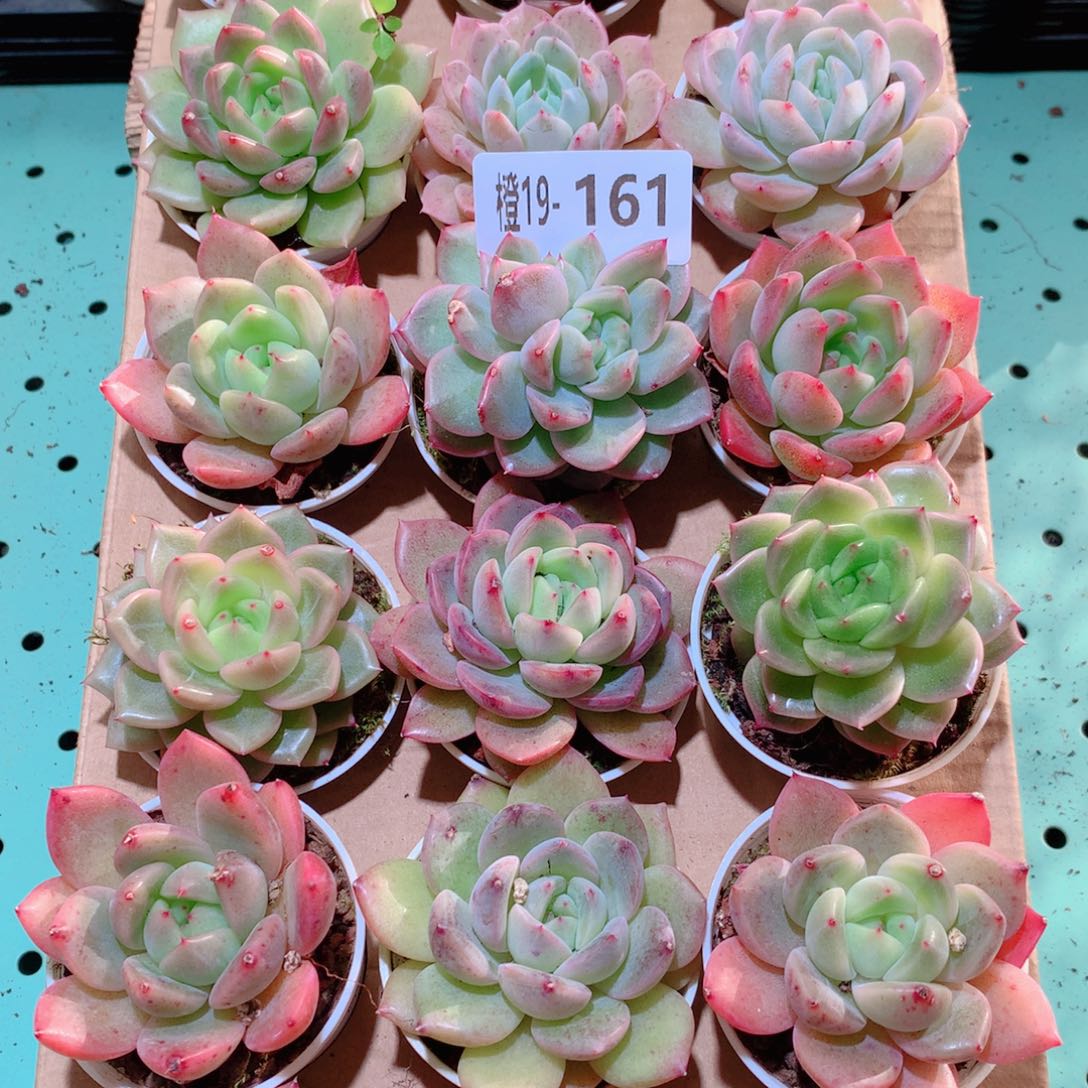 19-161一物一拍多肉带盆18颗