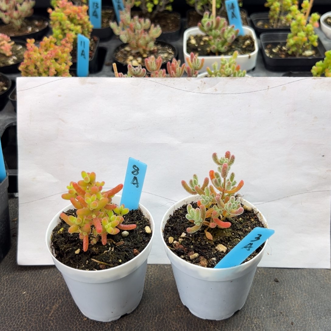 冰晶3号蜜橘8号组合