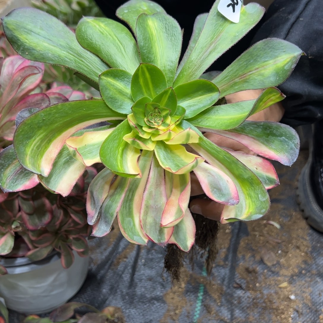 269变异多肉植物