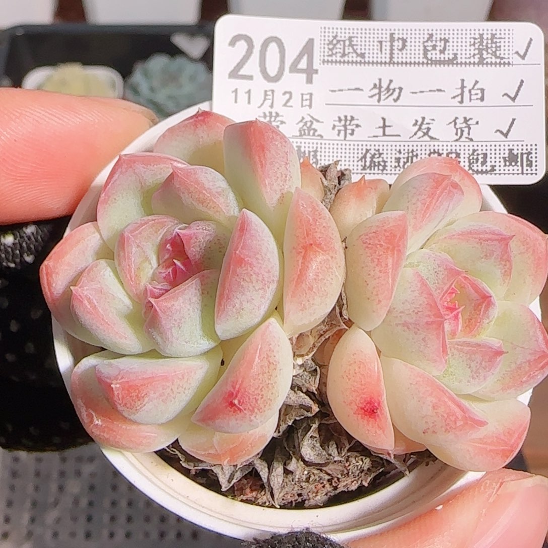 多肉1102--204白桃汽水