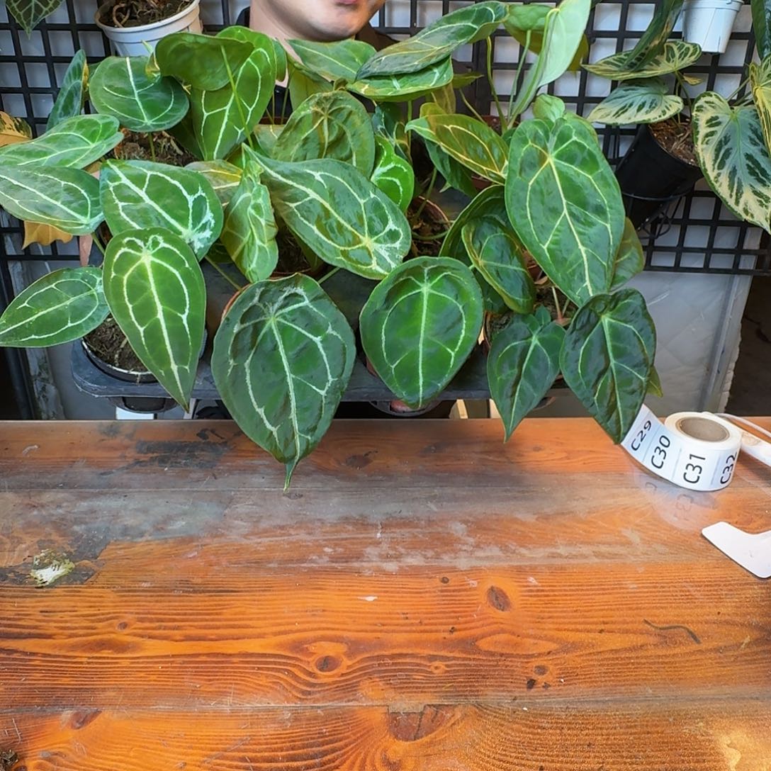 无花朵水晶盾10元一颗随机发