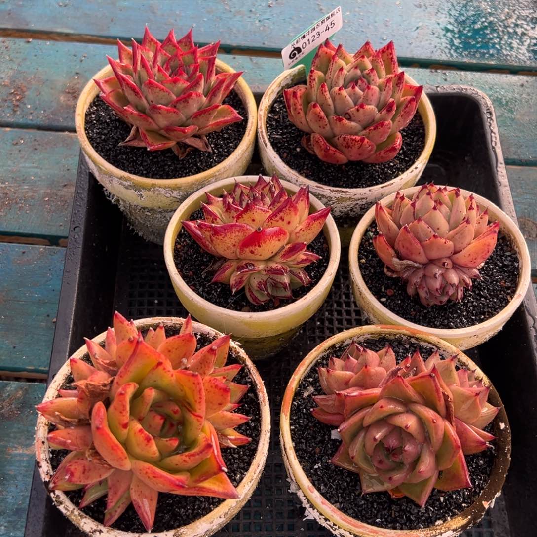 从前慢多肉精选编号0123.45