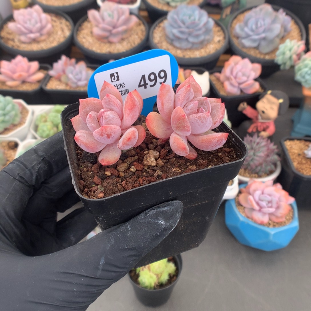 499 小树雪天使多肉