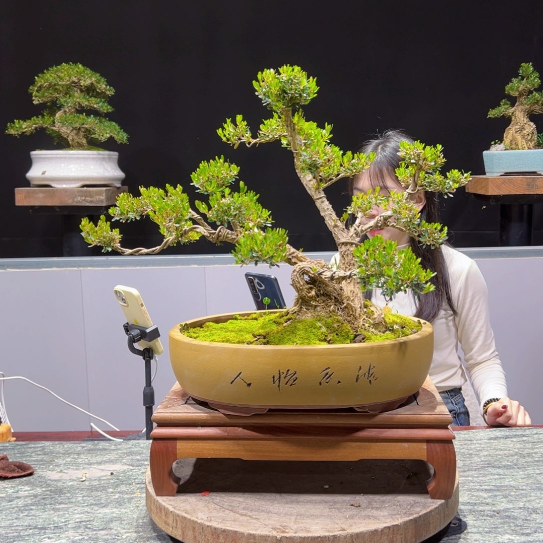 四季常青老桩黄杨盆景