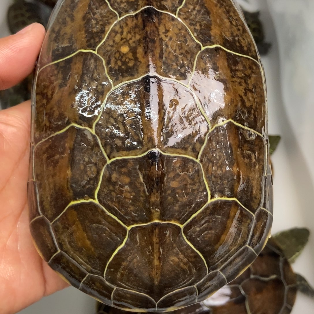 中华草龟不分公母