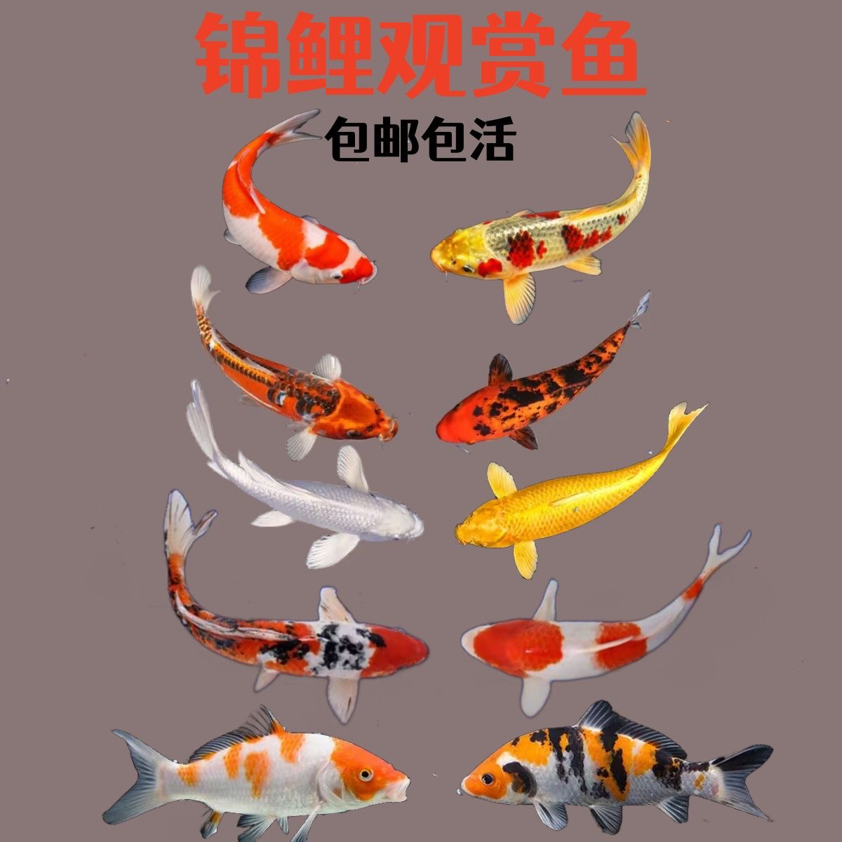 改价链接混搭发货冷水观赏鱼混搭发货