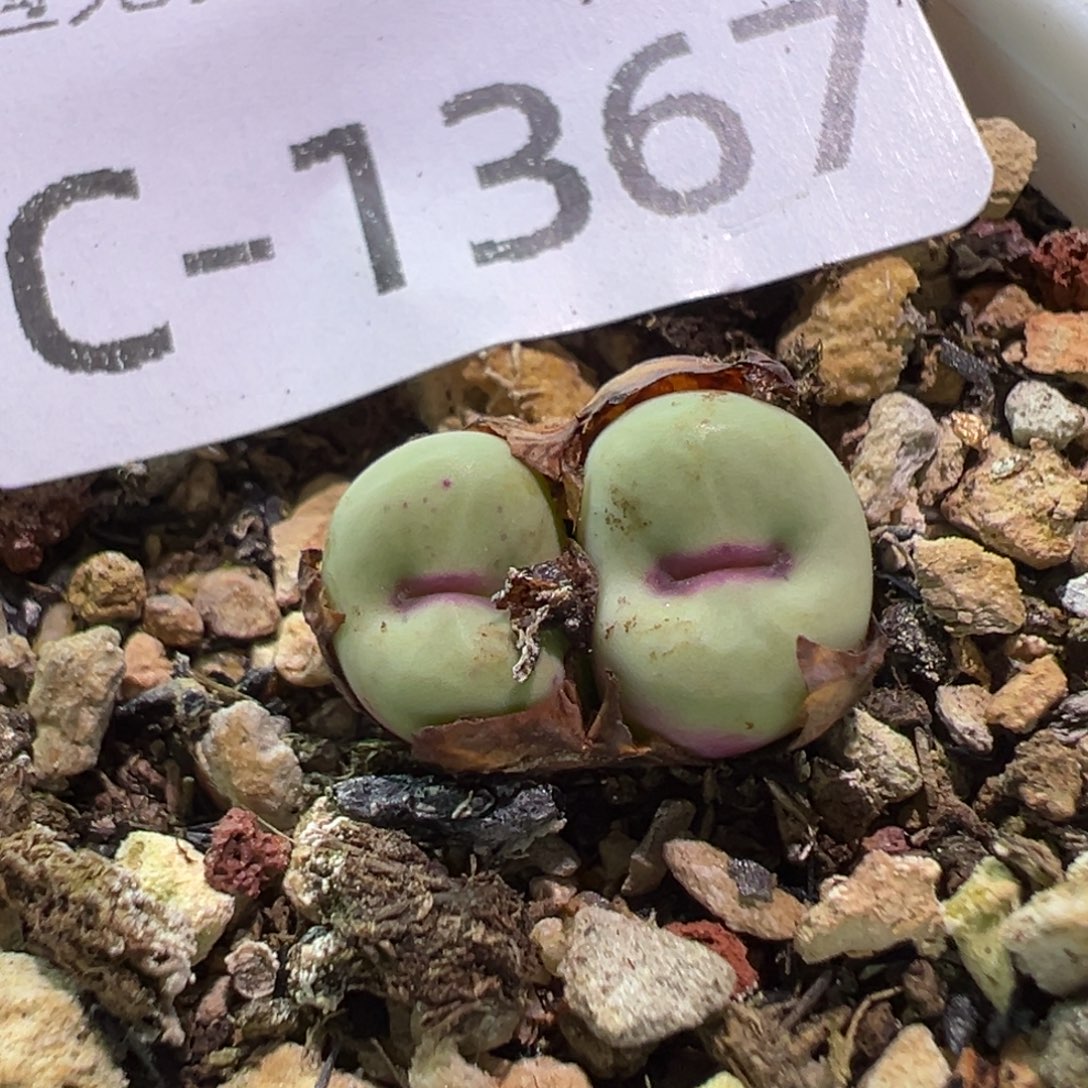 多肉植物11111111111