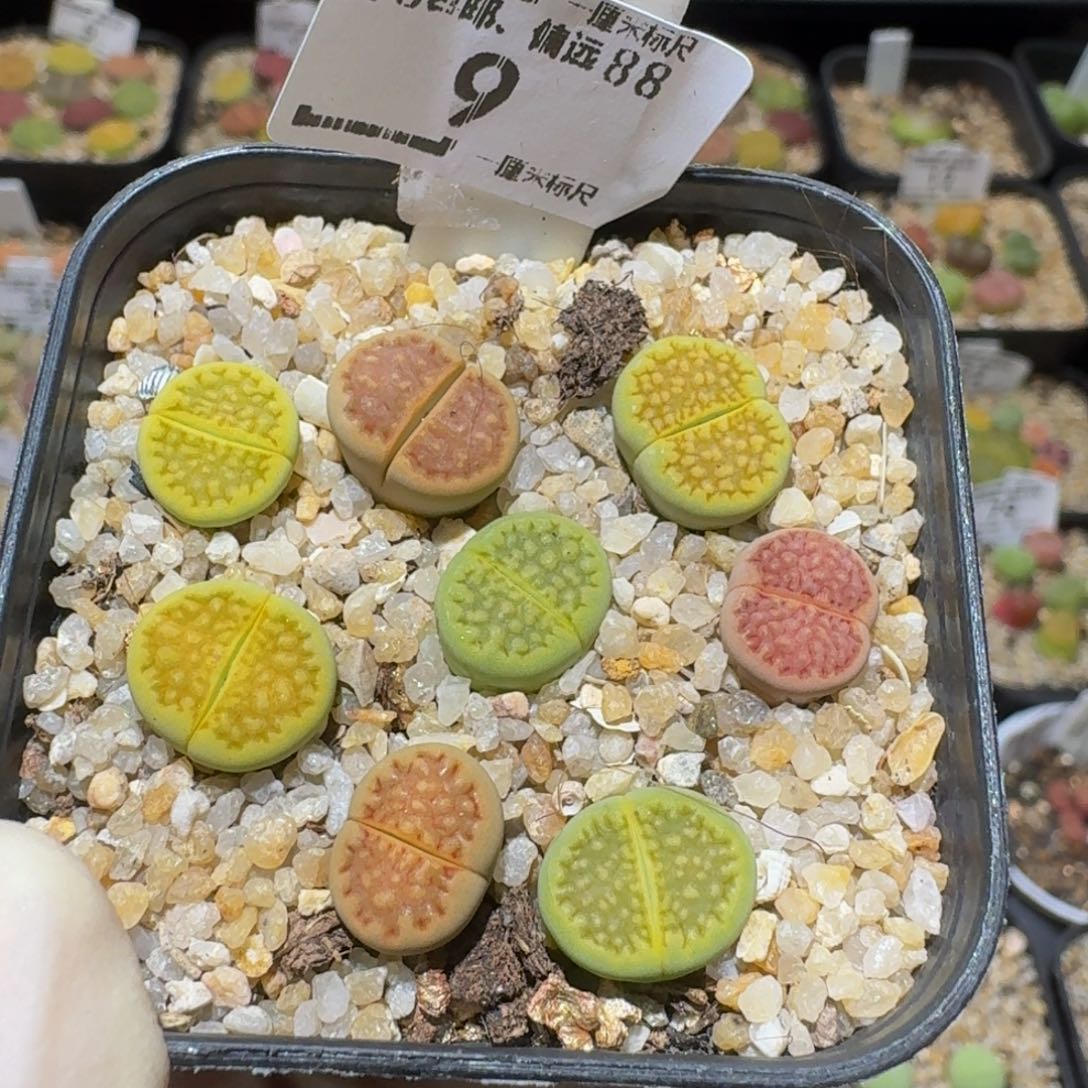 Sssss精品生石花9